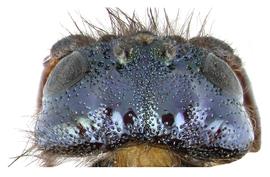   Sirex cyaneus  female head; photo by H. Goulet, CNC 
